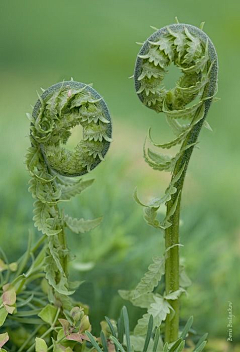 RoseFuture采集到植物