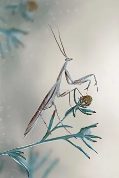 惊蛰|二十四节气春季惊蛰螳螂手绘插画