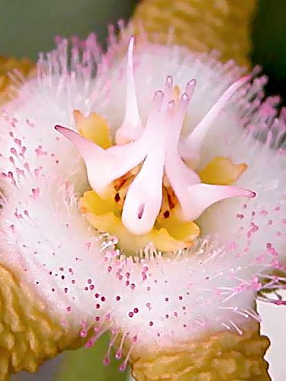 Stapelia Flavopurpur...