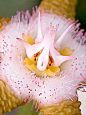 Stapelia Flavopurpurea, one of few stapelia flowers with a sweet scent.: 