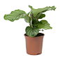 Calathea orbifolia : Buy quality Calathea orbifolia indoor plants. Large, tropical leaves with pale silver-green markings create an exotic look to brighten a room and clean the air.