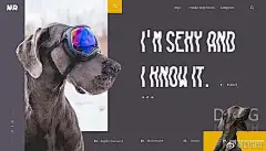 跨境电商海报设计，宠物海报 ，宠物图 动物类 亚马逊A+海报，1688国际站海报，轮播海报，欧美，国外，英文，亚马逊，速卖通--国际站大图海报，翊溪设计采集 （有意＋V：YIYI20409 (2)