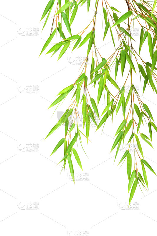 叶子,竹,竹子叶,自然,垂直画幅,留白,绿色,无人,嫩枝,白色背景