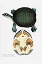龟鳖图鉴●鳖