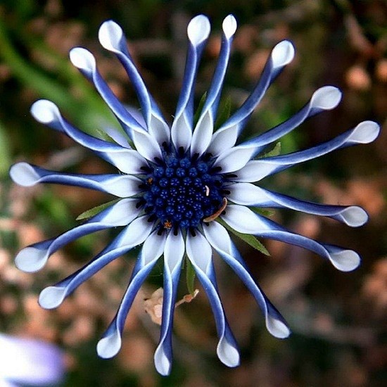 蓝眼菊 Osteospermum：菊科蓝...