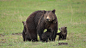 Animal, Baby Animal, Bear, Cub, Predator (animal), Wildlife wallpaper preview