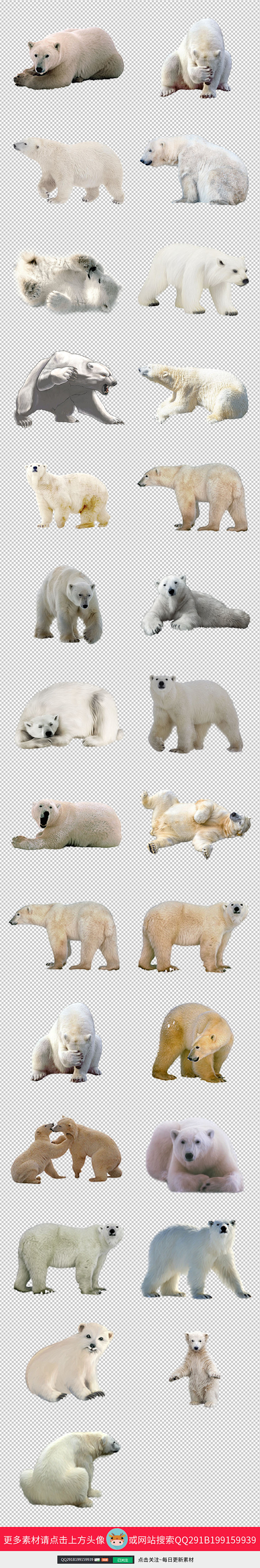 原创实拍白色北极熊图片PNG免扣元素