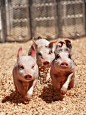 piglet stampede!