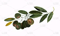 采购产品橄榄枝，橄榄，素描，地中海食物，食物，食物和饮料，绿色的橄榄，成熟的橄榄