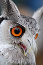  white faced scops owl