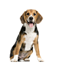 sitting-panting-beagles