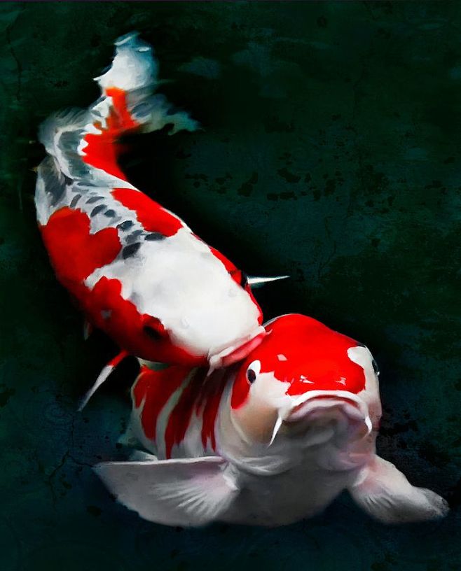 Koi