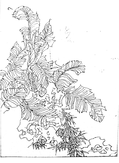 邂逅永恒1986采集到动植物