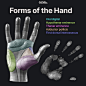 anatomy-for-sculptors-forms-of-the-hex-and-neck-palm-anatomy-for-sculptors