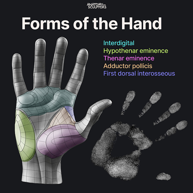 Palm - Form of the H...