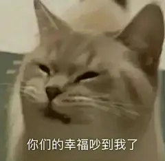 memes猫 表情包