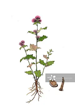 手绘本草纲目中草药植物插画木香图片素材
