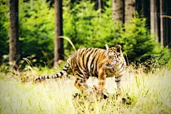 森林中的东北虎(Panthera tigris tigris)又称东北虎(Panthera tigr_5229229643