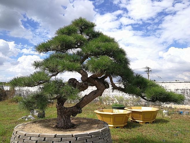 造型黑松