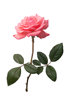 冰糖葫芦串儿yo采集到花