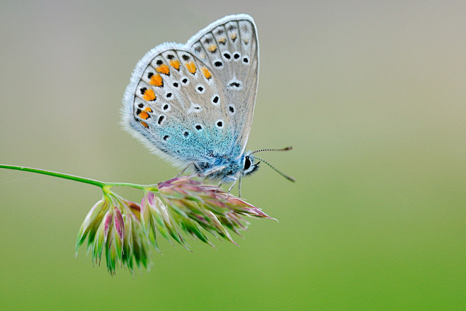 Photograph Azurée