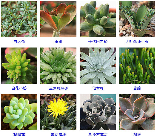 图鉴多肉植物的品种大全215个品种15