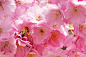 蜜蜂, 树, 花, 开花, 授粉, 白, 昆虫, 厂, 春, 花瓣, 花粉, 花蜜, 粉红色, 植物区系