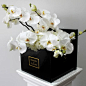 Square Box with Phalaenopsis Orchids | MDF: 
