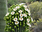 巨人柱 （Carnegiea gigantea）
分布在美国西南部的仙人掌国家公园