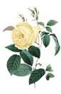 388@小文创意   --png植物 叶子 树叶  绿叶 装饰素材 植物 鲜花 花卉 彩铅静物冒险家的旅程か★