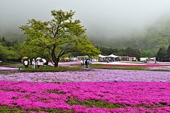 水泥岚枫采集到308绿化