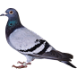 pigeon_ (1)