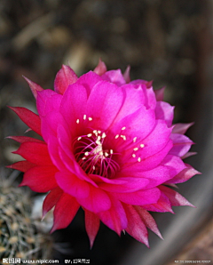 北城北北采集到花非花