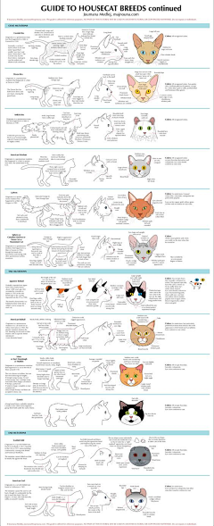 一只大头猫采集到猫漫画