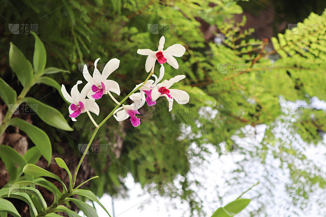 大石斛兰(Dendrobium bigibbum)是兰科的一种附生或石生兰花，俗称库克镇兰或淡紫色蝴