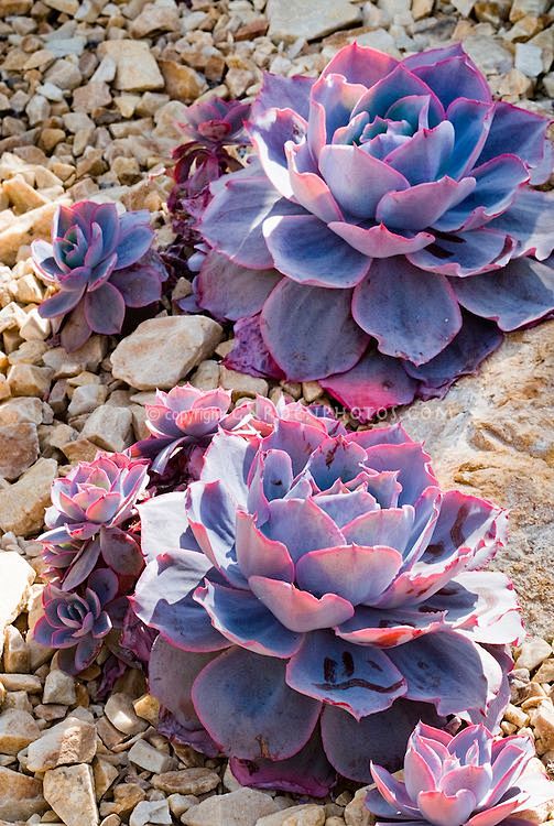 Echeveria 'Afterglow...