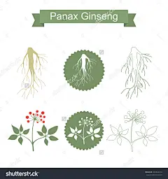 人参根与叶的剪影。向量绿色植物孤立在白色背景。药用植物。健康的生活方式-医疗保健,自然-海洛创意(HelloRF)-Shutterstock中国独家合作伙伴-正版素材在线交易平台-站酷旗下品牌