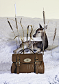 【图】白雪皑皑的童话世界，迈宝瑞 (Mulberry) 2013圣诞包包系列广告大片_第3页_包包_海报时尚网
