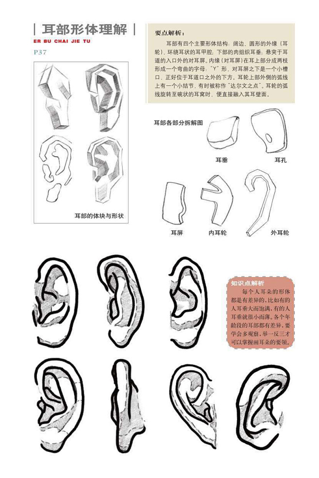 素描耳朵 (5)