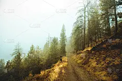秋天,缅因州,问号,枯萎的,早晨,干的,草,松科,极端地形,树干