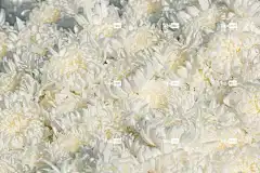 花朵 美丽的壁纸 酷背景 菊花 笔记本电脑壁纸 白色的花 壁纸4K