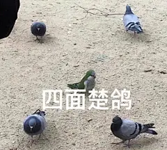 堆糖转载 鸽子表情包