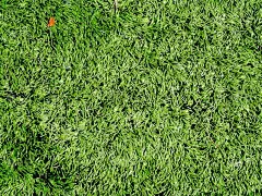 绿色,背景,草,纹理效果,橄榄球运动员,白昼,夏天,春天,明亮,彩色背景