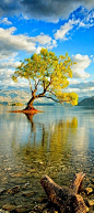 This is the most photographed tree in New Zealand. Lake Wanaka, South Island. Bill Gibson-Patmore. (curation & caption: @BillGP). Bill✔️