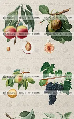 欧美古典复古手绘水彩水果植物插画高清AI矢量平面包装设计素材图-淘宝网
