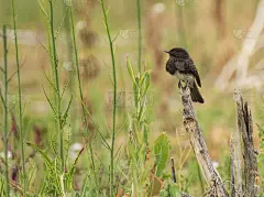 侧身是橄榄色的霸霸鹟科栖息