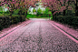 Pink alley by Michel Pampaloni on 500px