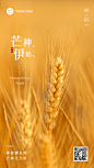 芒种节气祝福排版手机海报