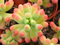 Sedum pachyphyllum
乙女心