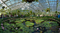 File:Kew Gardens Waterlily House - Sept 2008.jpg维基百科【图为睡莲馆全景图。】邱园座落在英国伦敦三区的西南角，原是英国王家园林，收了约5万种植物，约占已知植物的8分之1，目前是联合国认定的世界文化遗产，植物园规模庞大，除了常规的园林设计，还有专门的野生动物保护区，该保护区濒临泰晤士河，具备良好的生态环境。公园内的很多道路都是一望无际的草毯。邱园内建有26个专业花园：水生花园、树木园、杜鹃园、杜鹃谷、竹园、玫瑰园、草园、日本风景园、柏园等。